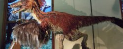 Top Of The Biggest Predatory Dinosaurs