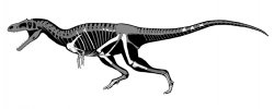 Predatory Dinosaurs Video