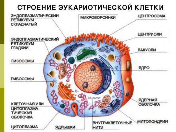 Реферат про динозавров 5 класс