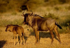 антилопы гну. Фото