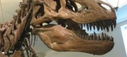 Череп тираннозавра