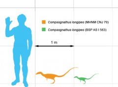 Compsognathus