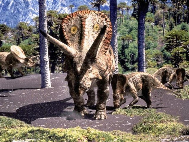 Photo And Description
