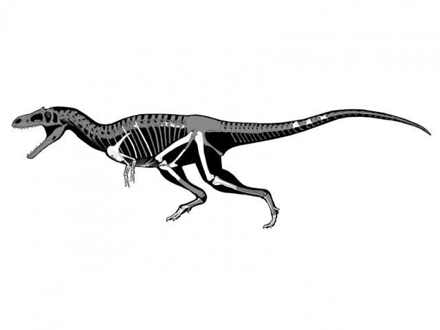 Predatory Dinosaurs Video