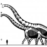 Highest Dinosaur