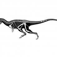 Predatory Dinosaurs Video