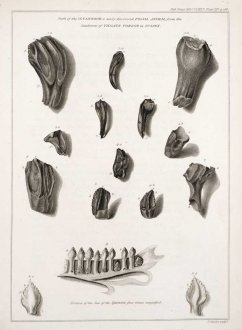 Зубы игуанодона